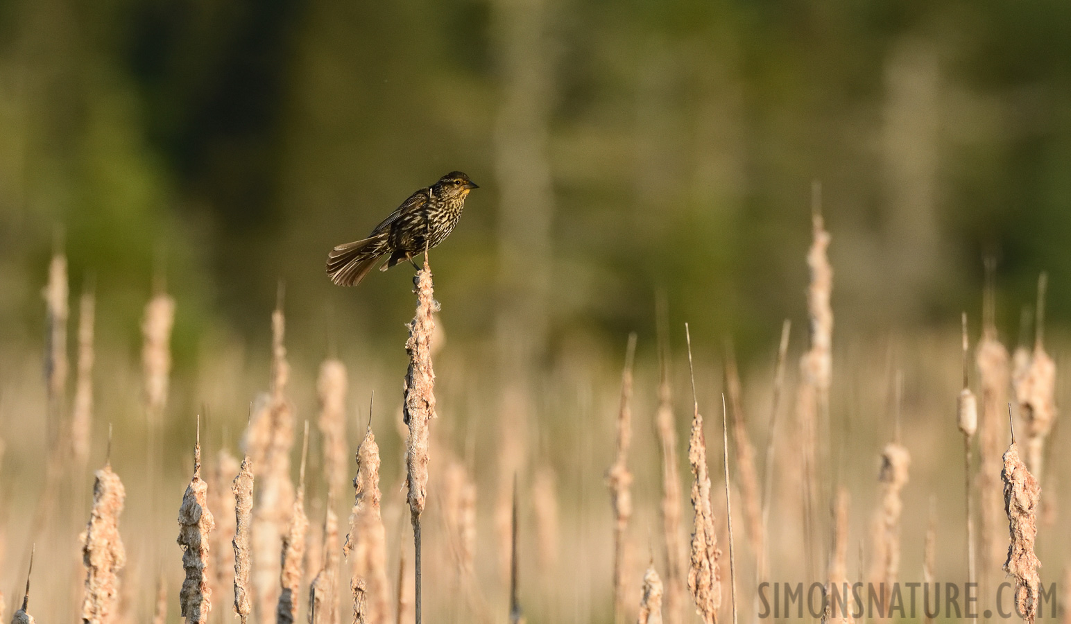 Agelaius phoeniceus phoeniceus [400 mm, 1/3200 Sek. bei f / 7.1, ISO 1600]